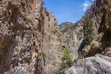 sunny day in the mountains; pine stands on a rocky hill slope; There are steep mountains on both sides