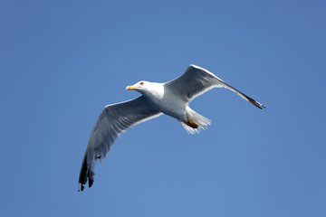 White seagull flying over the sea. Close up. Blue background. 