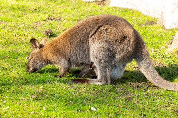 kangaroo with newborn in pouch on grass eating