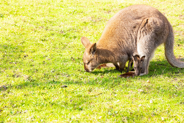 kangaroo with newborn in pouch on grass eating