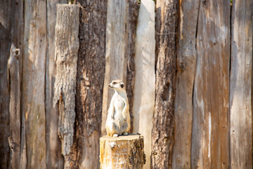meerkat standing on a tree stump looking right