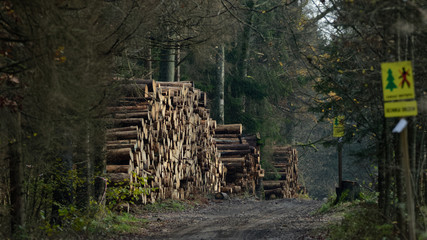 Wood stack by ground road