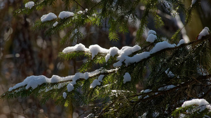ld spruce tree branch in snowfall