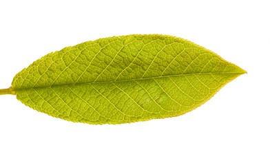 young green leaf of bird cherry. Isolated on white background