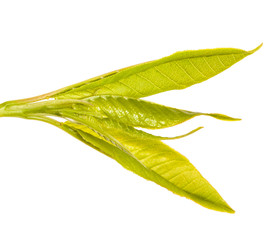 young green leaf of bird cherry. Isolated on white background