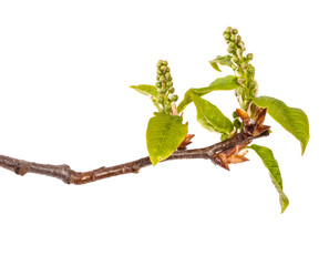 bird cherry branch with small leaves. Isolated on white background