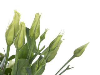 bouquet of buds against white background