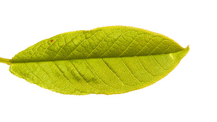 young green leaf of bird cherry. Isolated on white background