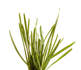 bunch of green grass isolated on white background