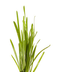 bunch of green grass isolated on white background