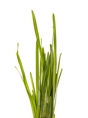bunch of green grass isolated on white background