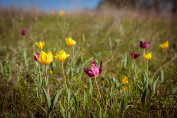 flowering field tulips. glade with flowers. spring day