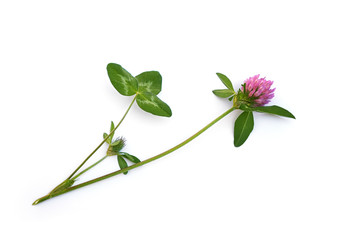 Geschnittener Rot-Klee liegt auf weißem Hintergrund