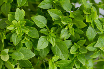 young green fresh Basil close-up, background
