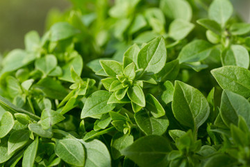 Fototapeta na wymiar young green fresh Basil close-up, background