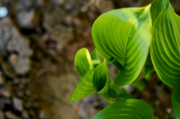 green leaves of Hosta