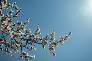 flowering branch of spring in the background against a blue sky,