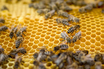 Honeycomb frame with bees. Summer on an apiary_