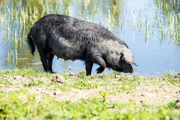 pork spices called Mangulica, non holesterol pig variety low fat meat, black long a hair pigs