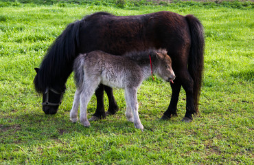 ponies in a meadow, a foal and a mum