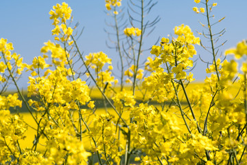 Obraz premium Farben des Frühlings: gelb und blau, Rapsfeld unter blauem Himmel :)