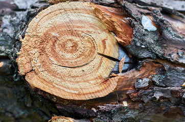 cross-section of a tree stump