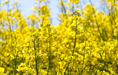 Farben des Frühlings: gelb und blau, Rapsfeld unter blauem Himmel :)