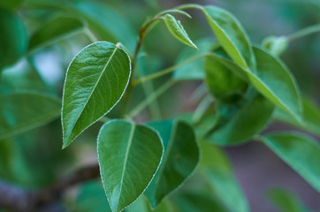 Fototapeta na wymiar green leaf of a pear