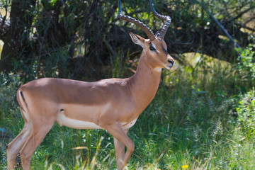 Portrait of  an impala