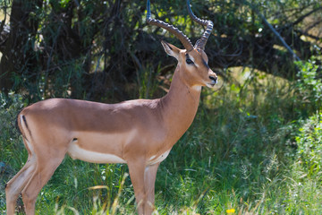 Portrait of  an impala
