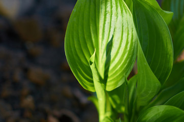 green leaves of Hosta