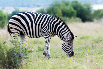 Fototapeta na wymiar Zebra grazing in the wild