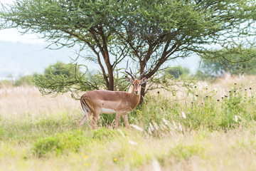 Impala grazing in the savannah