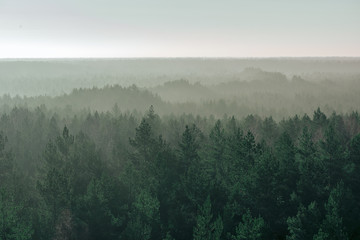 panoramic view of misty forest