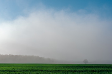 Fototapeta na wymiar beautiful green meadow in heavy mist