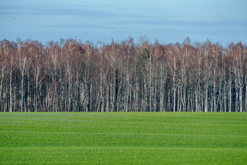 beautiful green meadow in heavy mist