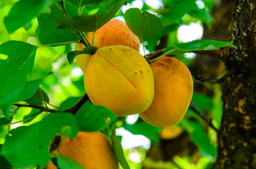Ripe apricot fruits on branch