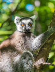 Ring-tailed lemur (Maki), Anja Community Reserve, at the base a large cliff with a sheltered forest habitat among vast boulders with rich wildlife. Madagascar.
