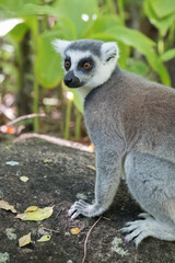 Ring-tailed lemur (Maki), Anja Community Reserve, at the base a large cliff with a sheltered forest habitat among vast boulders with rich wildlife. Madagascar.
