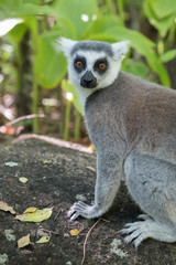 Ring-tailed lemur (Maki), Anja Community Reserve, at the base a large cliff with a sheltered forest habitat among vast boulders with rich wildlife. Madagascar.