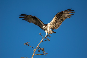 osprey Laguna Beach