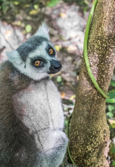 Ring-tailed lemur (Maki), Anja Community Reserve, at the base a large cliff with a sheltered forest habitat among vast boulders with rich wildlife. Madagascar.