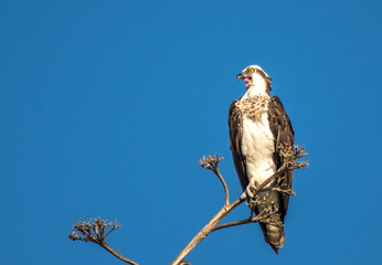 Osprey Laguna beach