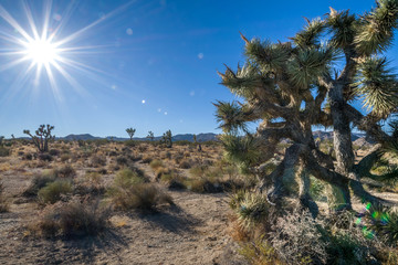 Joshua Tree Park