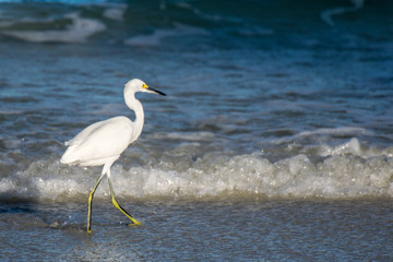 white heron at daytona beach