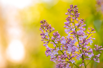 Lilac in warm colors, blooming lilac in sunlight, purple flowers with copy space, blank for postcard, blurry background, festive bouquet, postcard