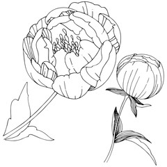 Wildflower peonies flower in a vector style isolated. Full name of the plant: peony. Vector wildflower for background, texture, wrapper pattern, frame or border.