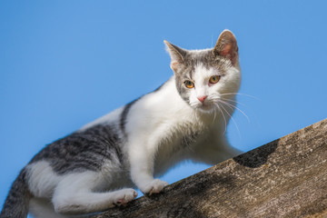 cat sneaking on the roof