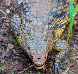 Obraz premium A Nile crocodile in Ambalavao in the Haute Matsiatra region of Madagascar at the southernmost edge of the Central Highlands of Madagascar