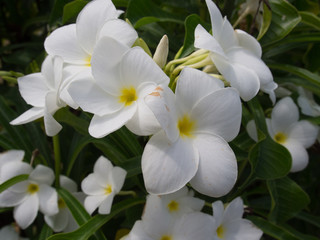 Fototapeta premium White Tropical Flowers